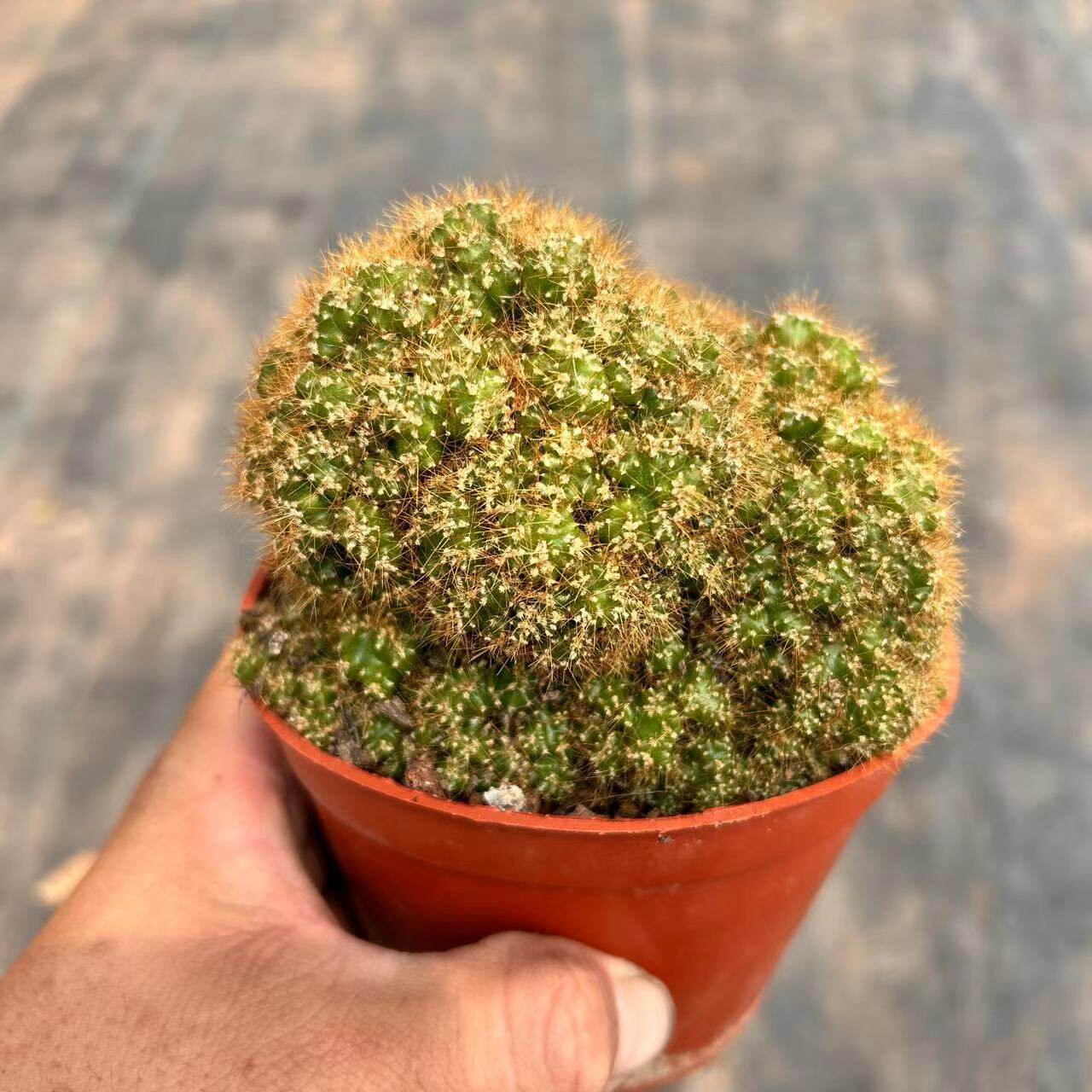 【黄金山影】虎头山多肉植物仙人掌科桌面办公室小盆景花卉