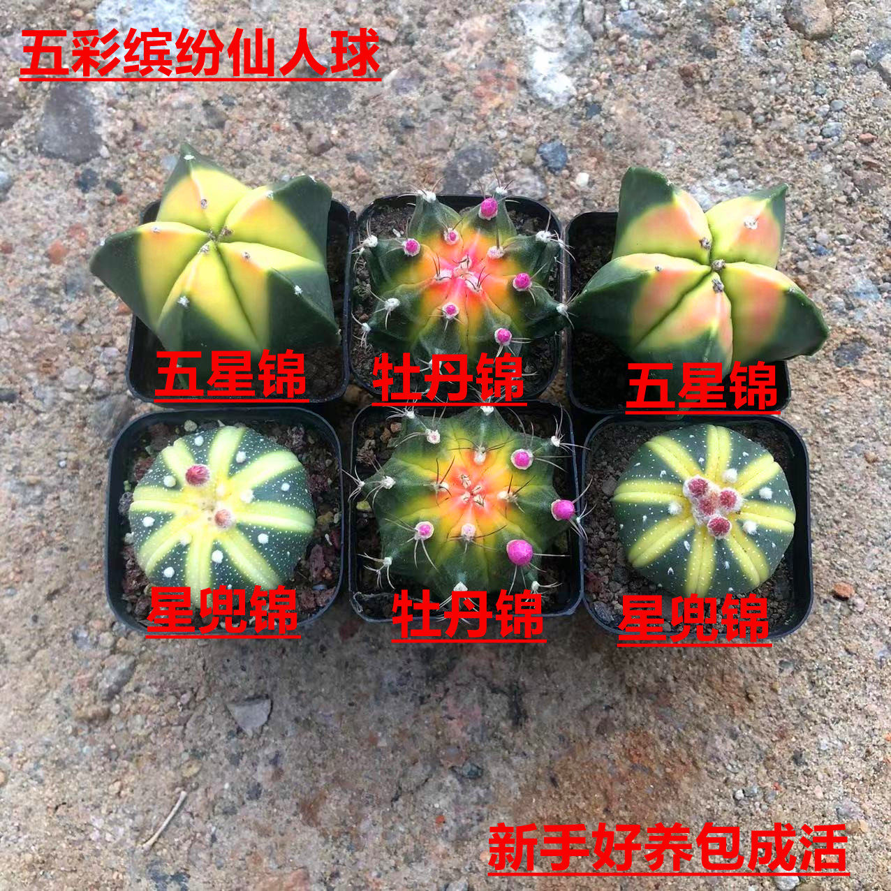 新款带锦实生仙人球西瓜球五角锦会开花盆栽室内防辐射好解压包邮,鲜花速递/花卉仿真/绿植园艺,多肉植物,淘宝优惠券,粉丝福利购,淘宝优惠卷