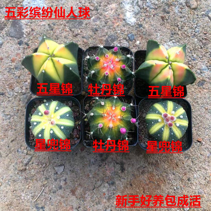 新款带锦实生仙人球西瓜球五角锦会开花盆栽室内防辐射好解压包邮