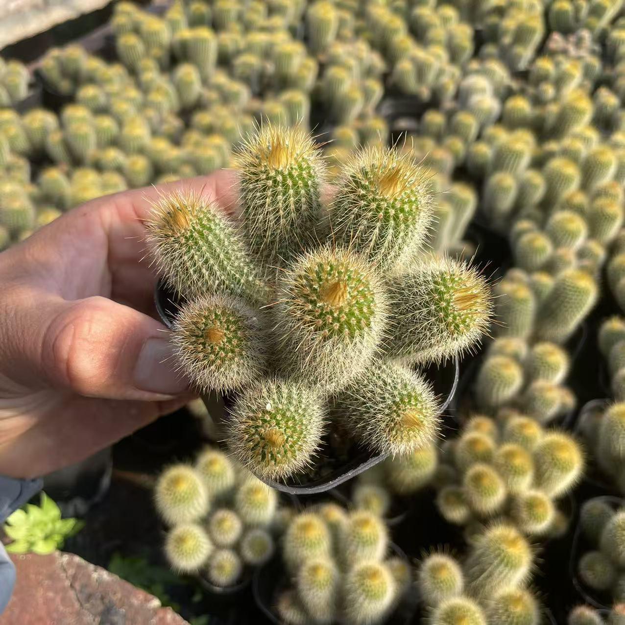 实生金丝猴多头群生仙人球好养仙人掌植物室内美观趣味盆栽