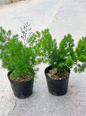 蓬莱松盆栽绣球松小盆景