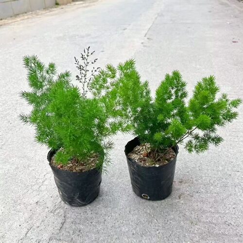 蓬莱松盆栽绣球松小盆景