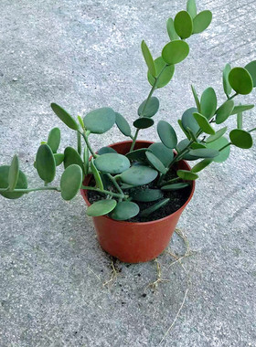 吊兰碧雷鼓多肉盆栽绿植花卉萌萌叶片圆滚滚观叶室内防辐射好解压