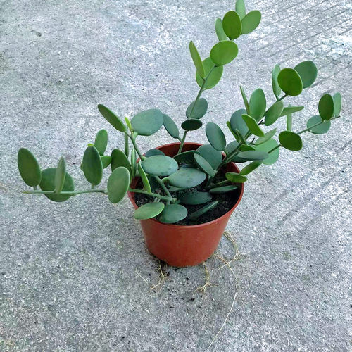 吊兰碧雷鼓多肉盆栽绿植花卉萌萌叶片圆滚滚观叶室内防辐射好解压