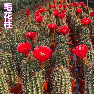 大毛花柱 飞碟花仙人柱开花的多肉植物仙人球好养室内盆栽