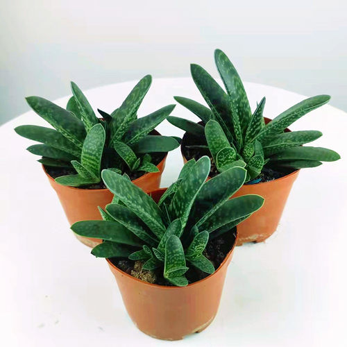 桌面多肉植物非常容易多肉