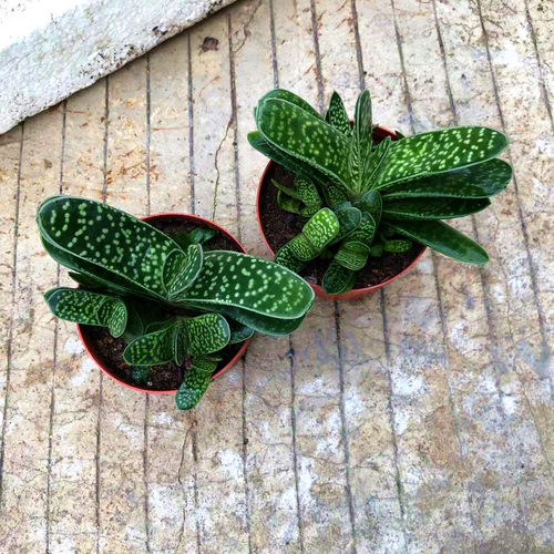 子宝多肉植物元宝花室内桌面