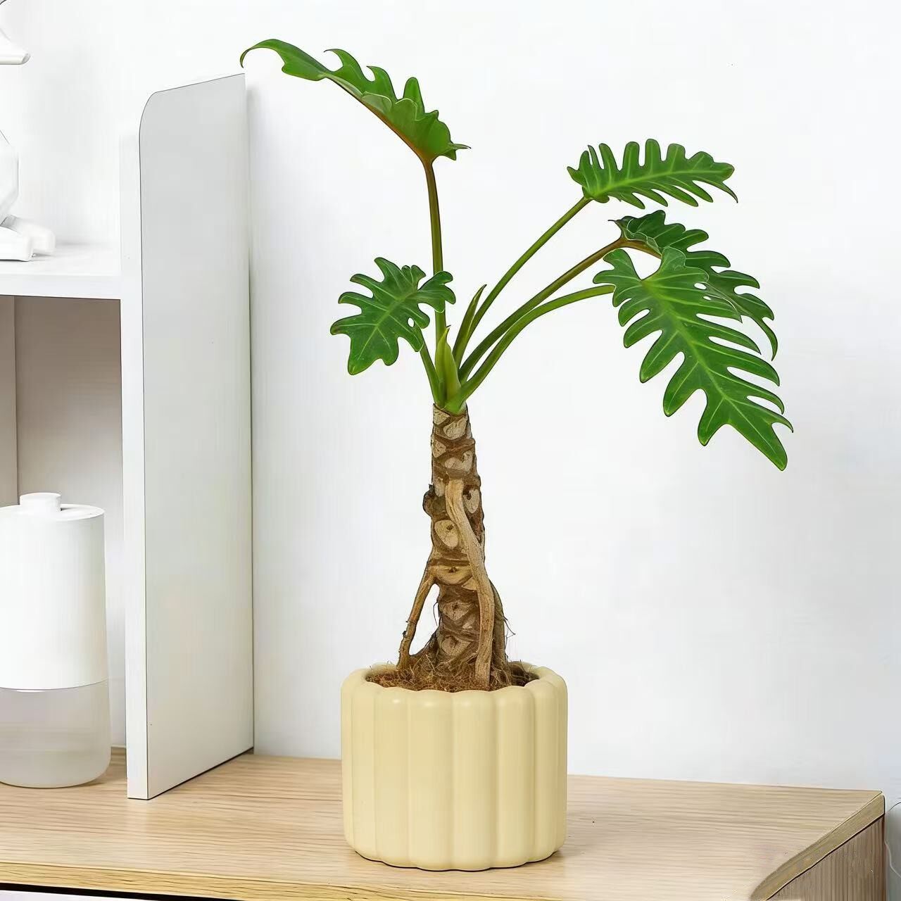 龙鳞小天使老桩耐阴室内绿植