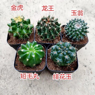 多肉植物仙人球盆栽带盆办公桌桌面装饰净化空气易养金虎龙王玉翁