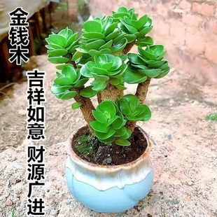 包邮 金钱木老桩多肉植物发财树室内客厅好养防辐射吸甲醛绿植盆栽