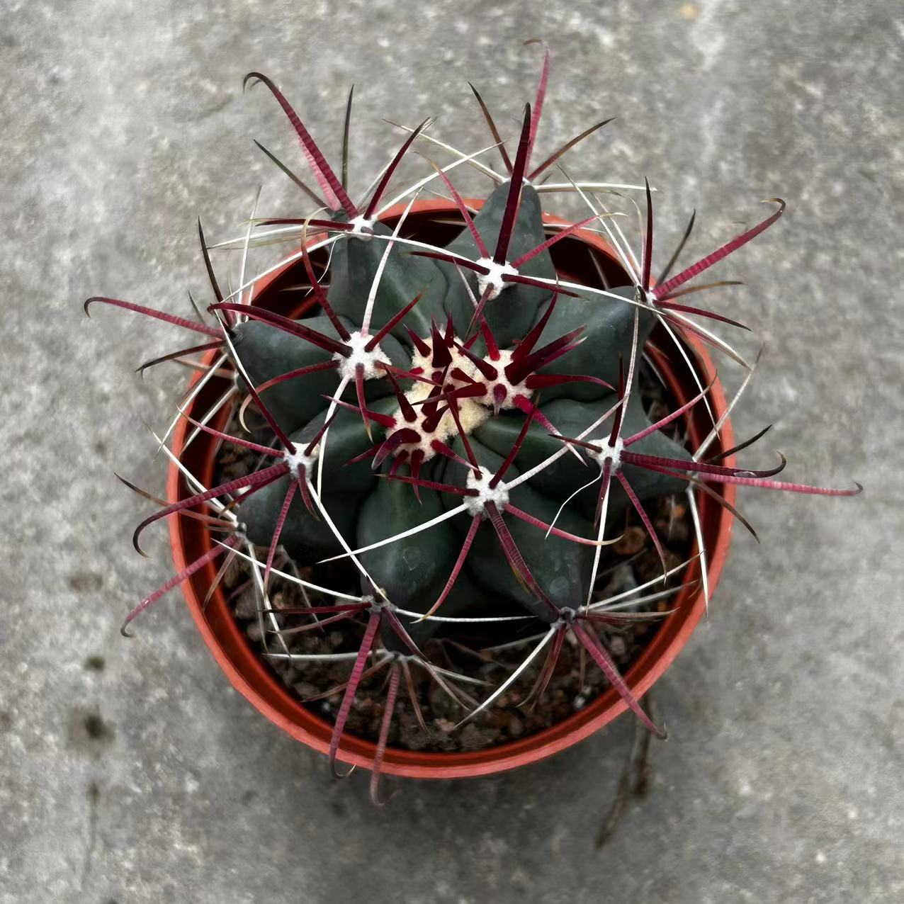 神仙玉实生仙人球稀有红刺强刺开花仙人掌多肉植物防辐射室内盆栽