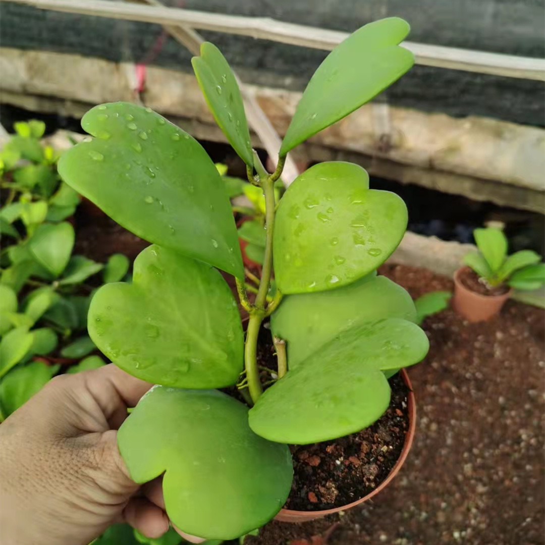 心叶球兰一片心多肉植物室内绿植花卉防辐射懒人好养小盆栽礼物花