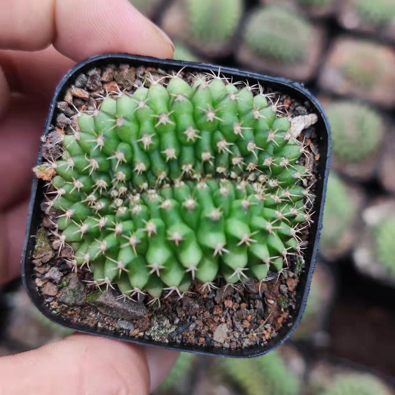 翠晃冠缀化小仙人球可爱奇特造型美观室内多肉植物好养防辐射包邮