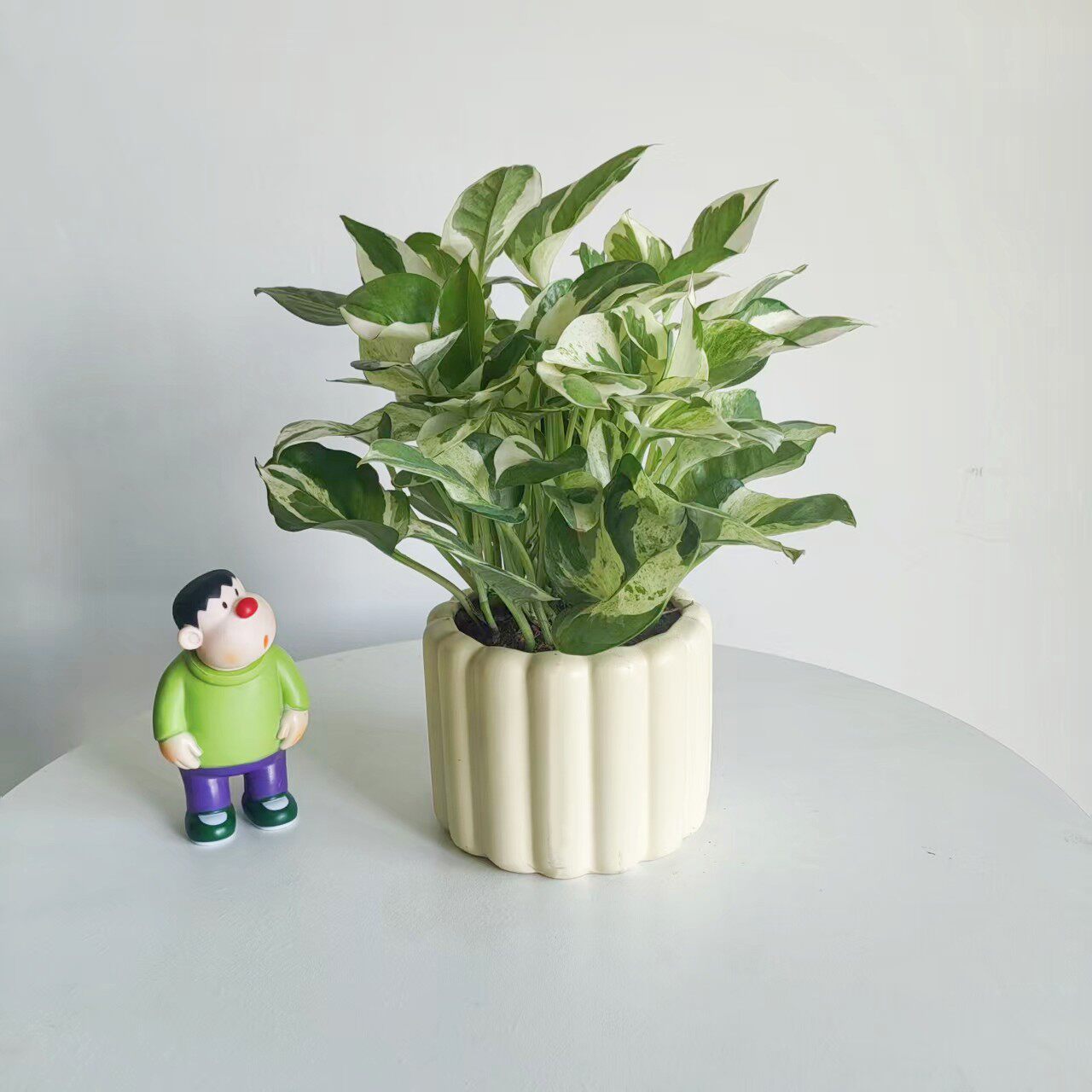 白金葛盆栽雪花绿萝室内花卉