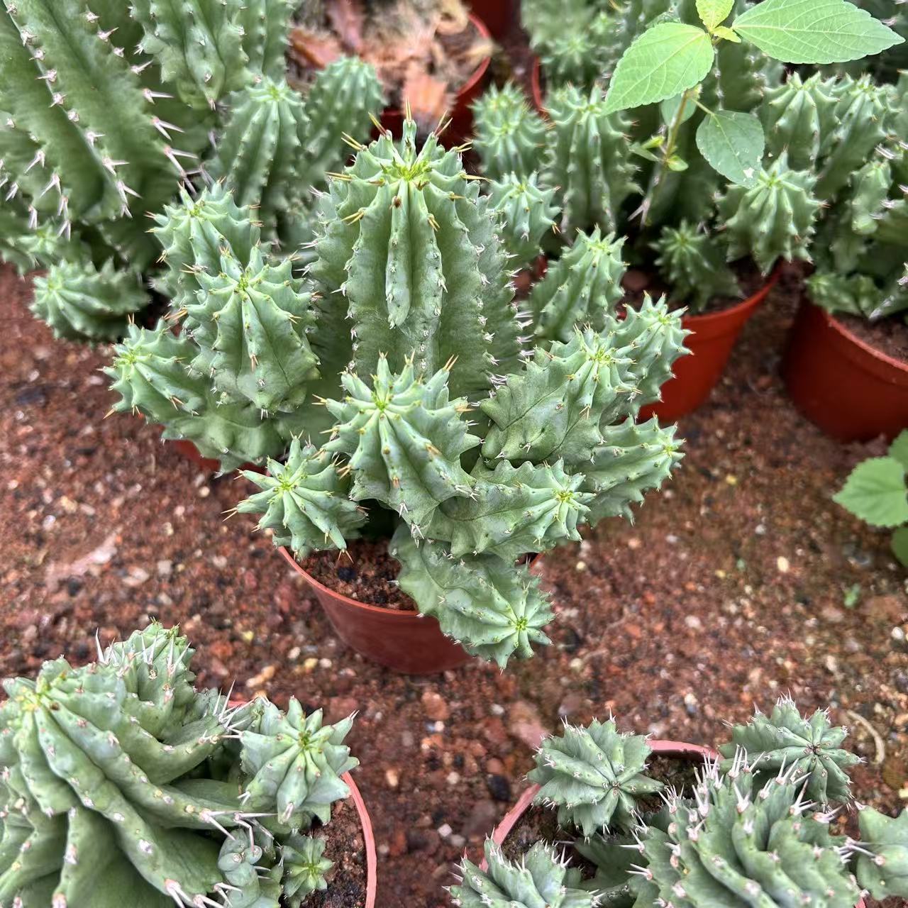 魁伟玉仙人球嫁接创意多肉植物办公室盆栽庭院仙人柱开黄花好养活