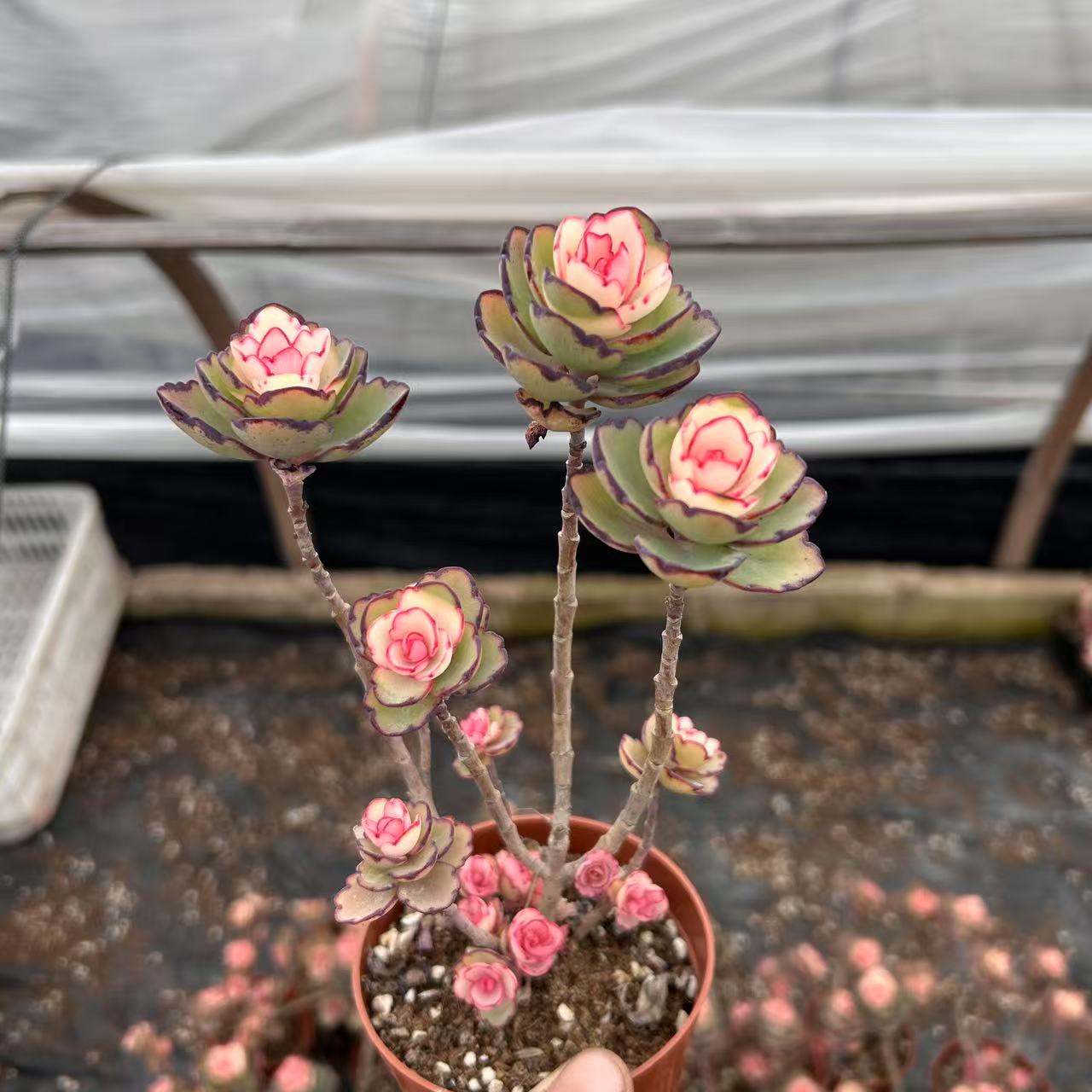 锦绣牡丹合盆栽新手好养防辐射