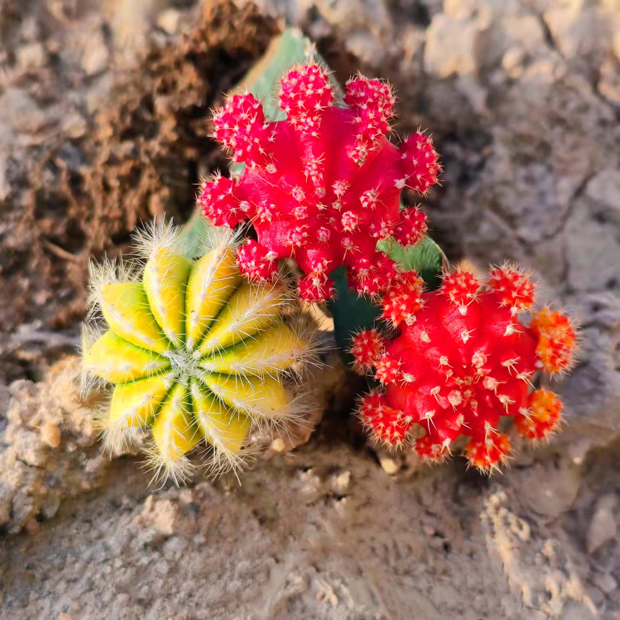 多彩仙人球胭脂红彩球黄球开花的室内盆栽办公室防辐射好解压包邮,鲜花速递/花卉仿真/绿植园艺,多肉植物,淘宝优惠券,粉丝福利购,淘宝优惠卷