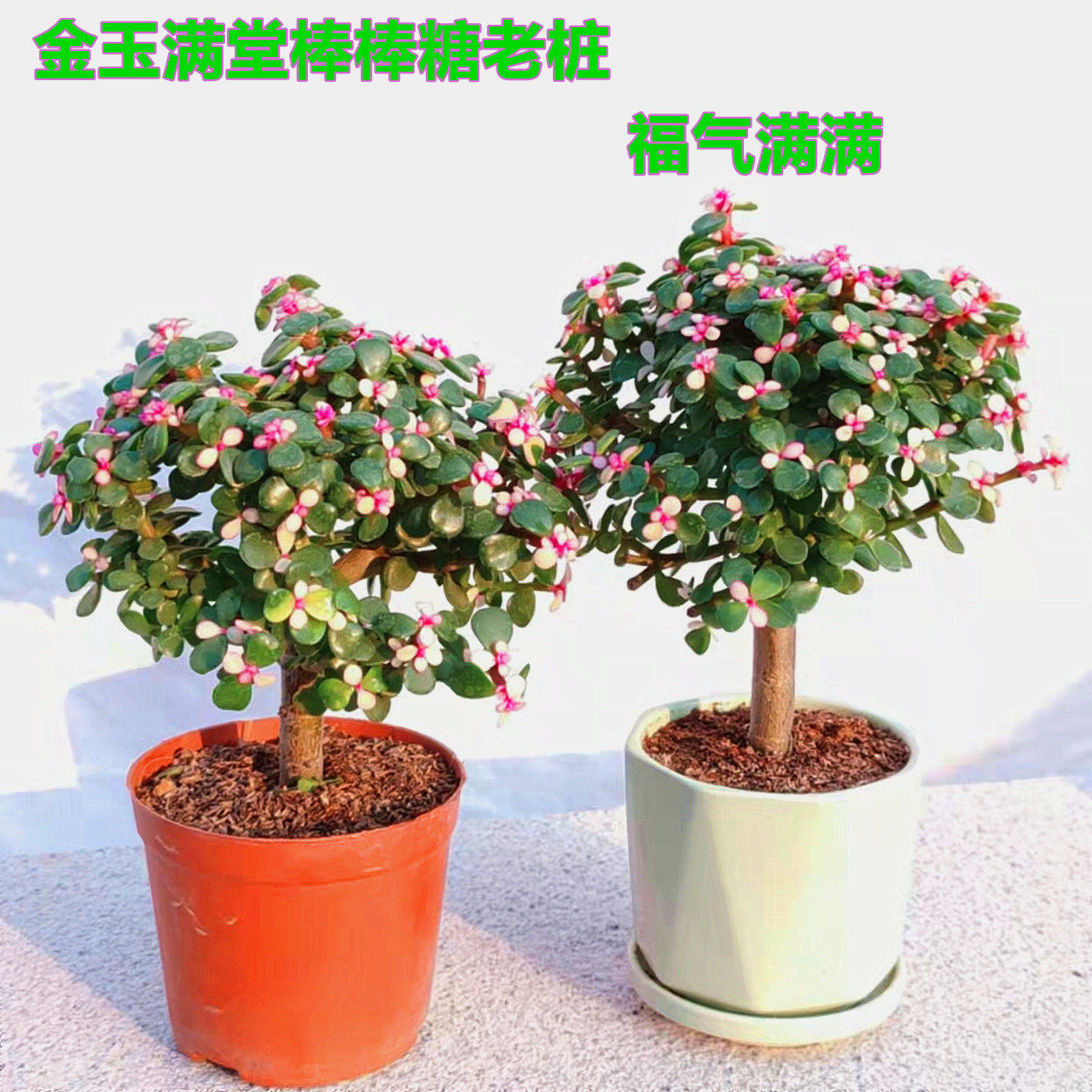 棒棒糖金枝玉叶老桩多肉植物室内净化空气绿植花卉桌面好养盆栽花,鲜花速递/花卉仿真/绿植园艺,多肉植物,淘宝优惠券,粉丝福利购,淘宝优惠卷