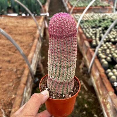 落地红太阳仙人球稀有品种开花多肉植物盆栽花卉仙人掌桌面