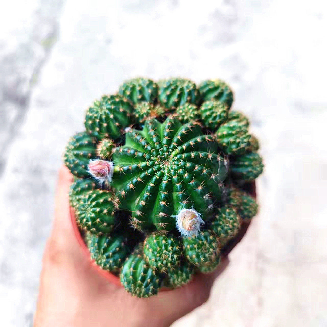 仙人球桌面多肉植物美观