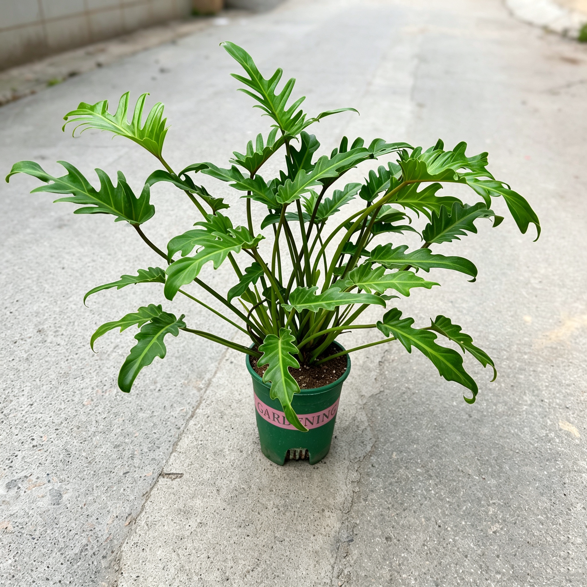 大颗小天使植物盆栽绿植懒人好养花卉客厅室内摆件净化空气蔓绿绒