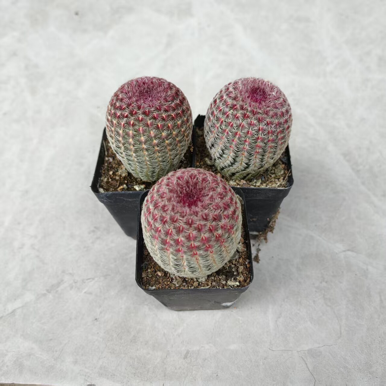红太阳实生仙人球会开花粉色球