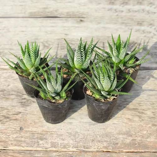 办公室非常容易吸甲醛芦荟办公室