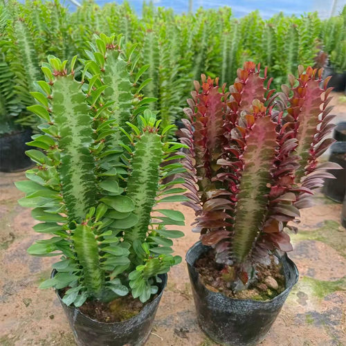 新款多肉植物巴西青红龙骨室内客厅阳台旺宅易养仙人柱盆栽