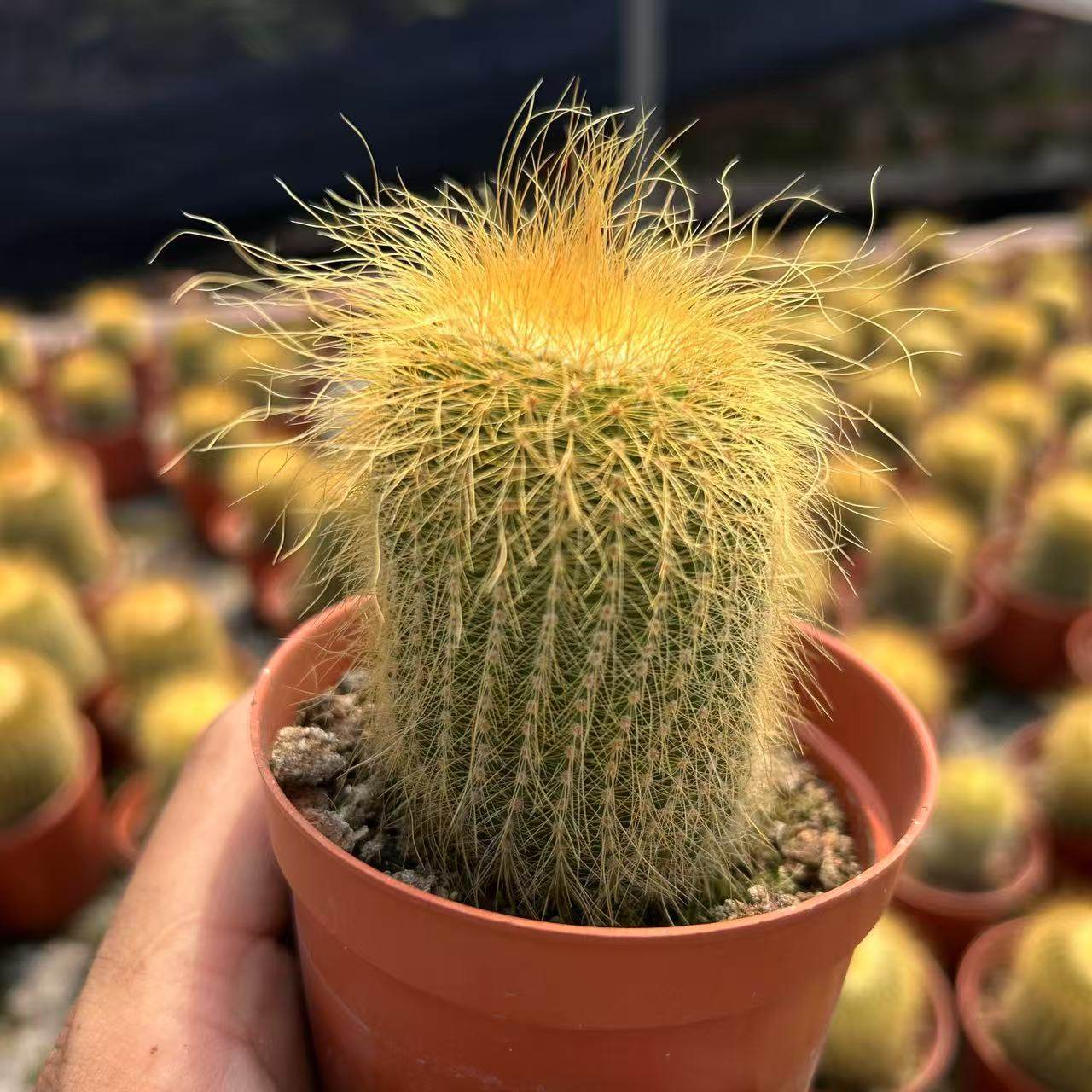 金丝猴单头仙人球多肉植物花卉盆栽办公室内桌面好养四季金黄,鲜花速递/花卉仿真/绿植园艺,多肉植物,淘宝优惠券,粉丝福利购,淘宝优惠卷