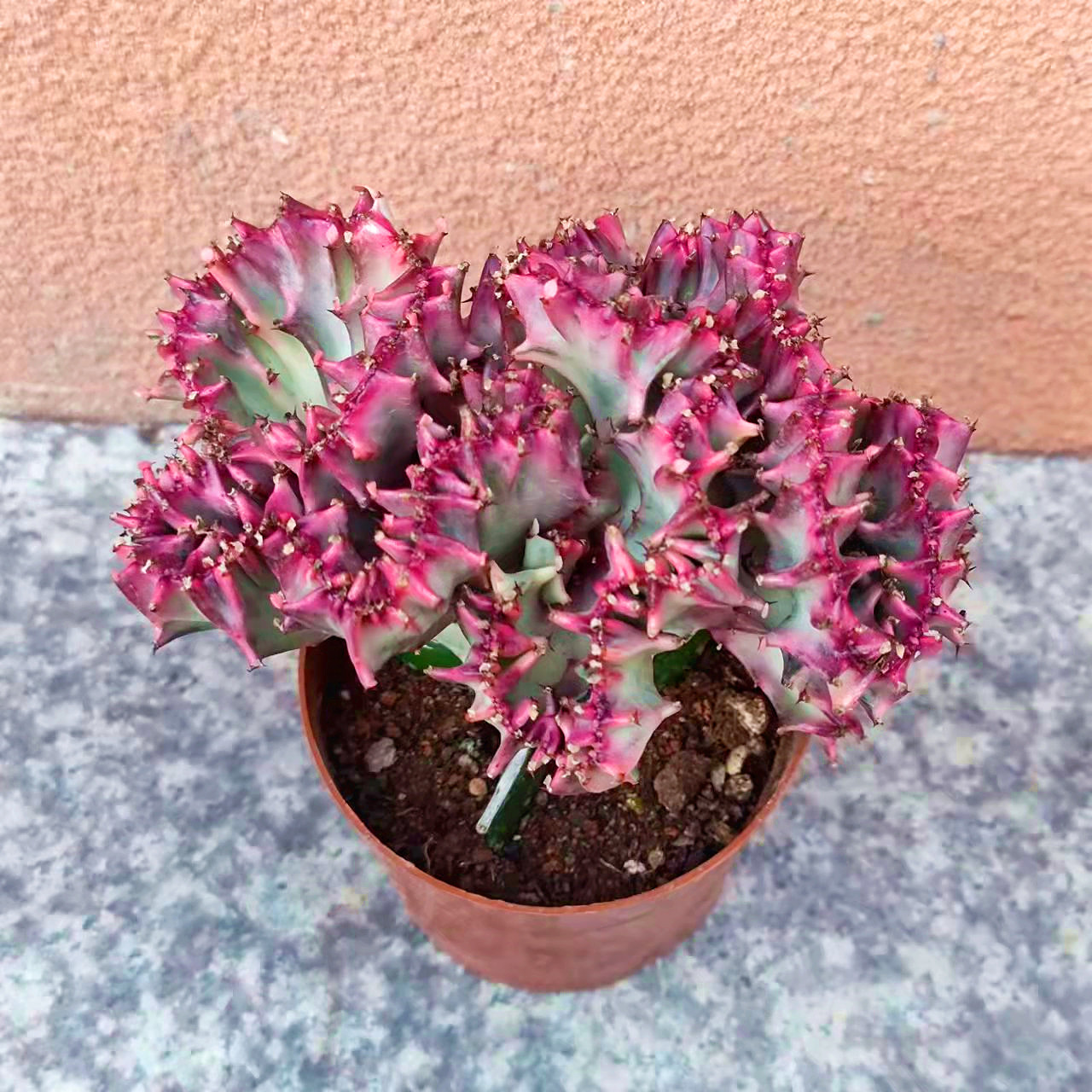 彩麒麟玉麒麟彩春风仙人掌多肉植物盆栽绿植花卉室内好解压防辐射