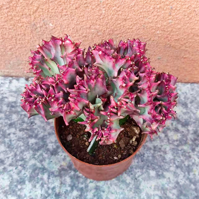 彩麒麟玉麒麟彩春风仙人掌多肉植物盆栽绿植花卉室内好解压防辐射