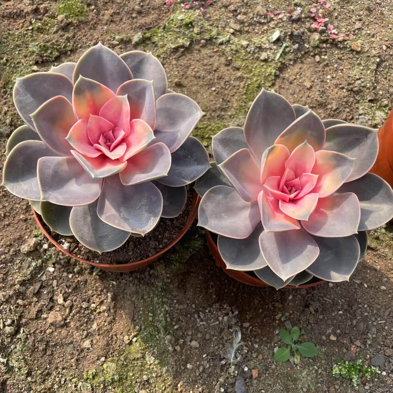 彩色红心莲多肉植物阳台客厅新手懒人花卉绿植盆栽室内好养送礼花