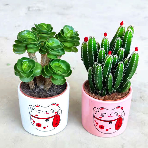 金钱多肉植物仙人掌好养小盆栽