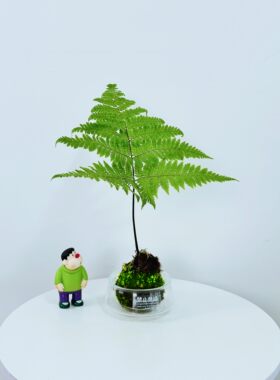苔藓球红磷蕨室内水培耐阴易养