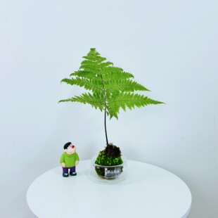 苔藓球红磷蕨一叶蕨类植物小盆栽室内桌面装饰水培绿植耐阴易养护