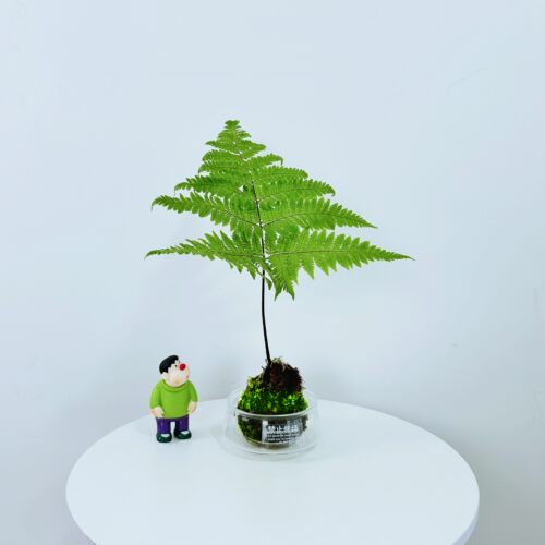 苔藓球红磷蕨室内水培耐阴易养