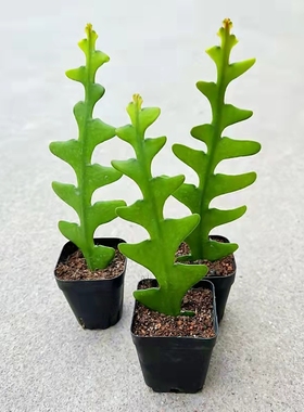 鱼骨令箭多肉植物稀有品种仙人掌科花卉盆栽室内四季好养锯齿昙花