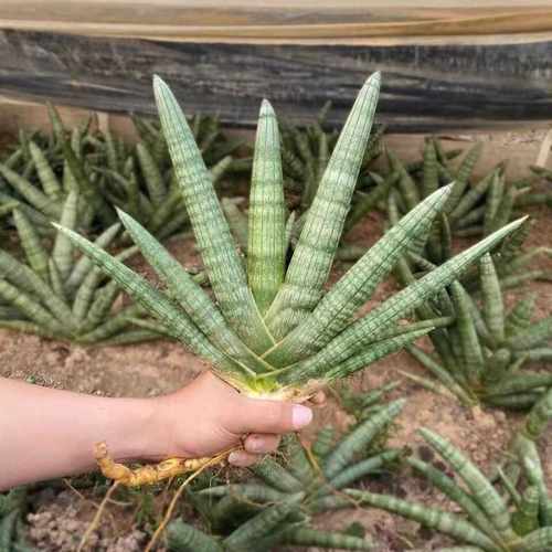 室内招财佛手虎皮兰花卉盆栽