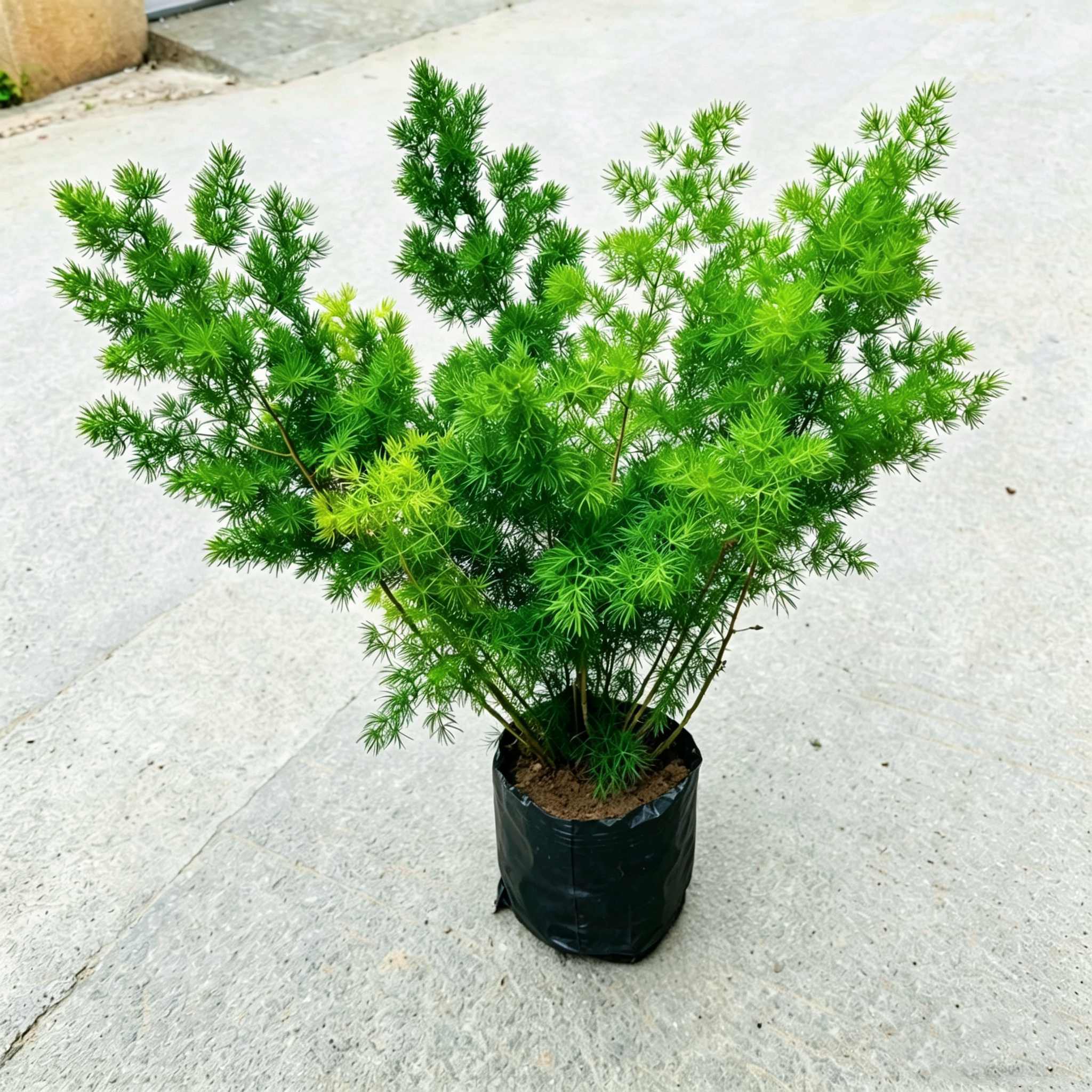 蓬莱松盆栽生肖猴招财好养