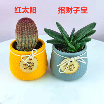 红太阳组合盆景室内仙人球好养