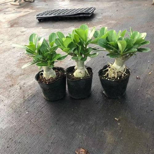 沙漠玫瑰盆栽老桩开花好养室内阳台花卉绿植小盆景多肉植物