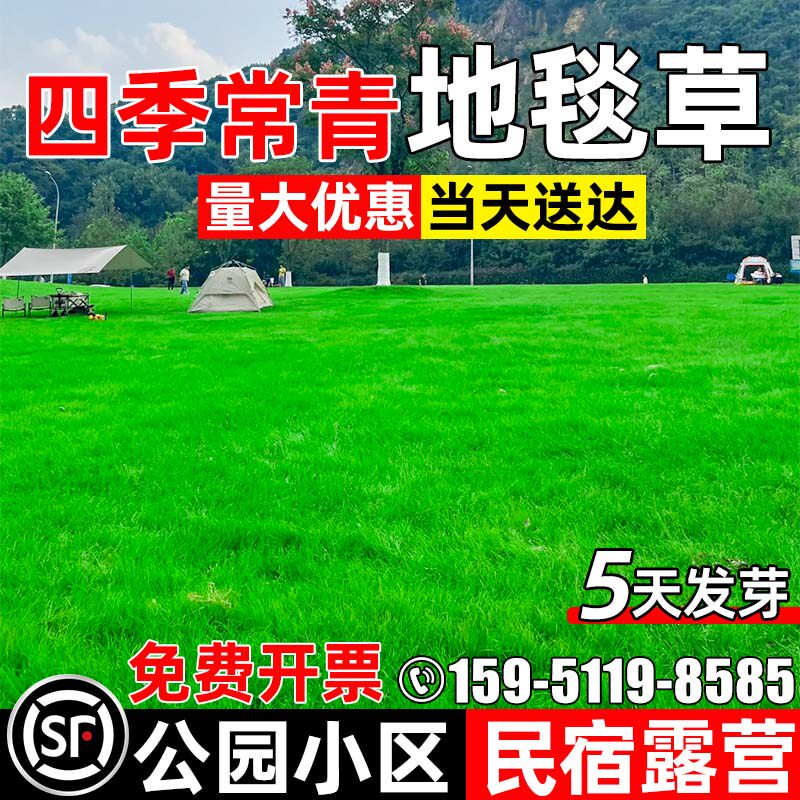 草坪草籽地毯草露营地公园小区
