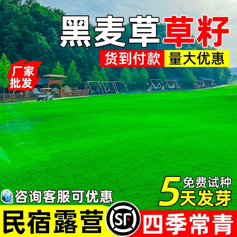 四季常青黑麦草民宿露营景区绿化