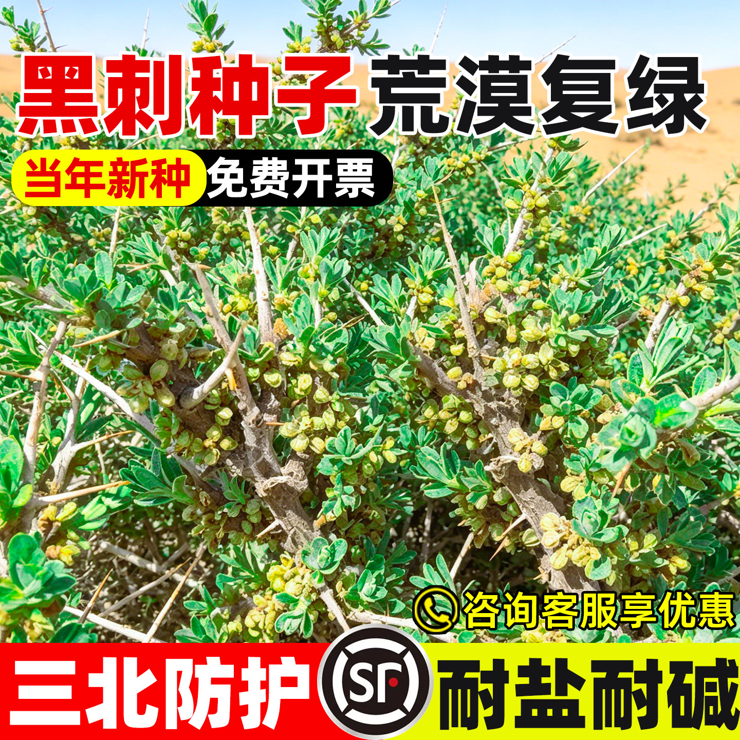 黑刺种子矿山边坡工程绿化灌木