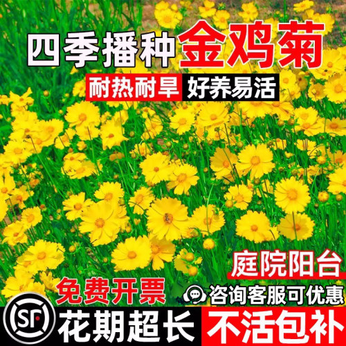金鸡菊花子四季播种阳台花海绿化
