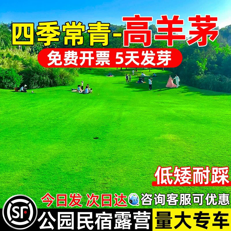 高羊茅草籽耐踩踏耐寒耐旱四季青