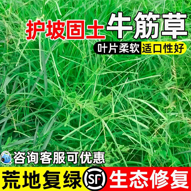 牛筋草护坡固土荒地复绿生态修复