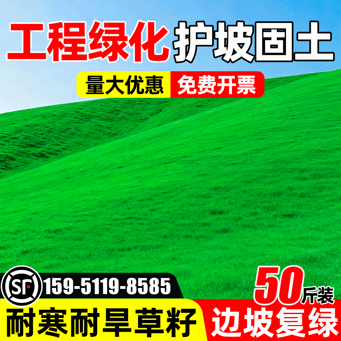 草坪草籽四季常青护坡绿化草种子