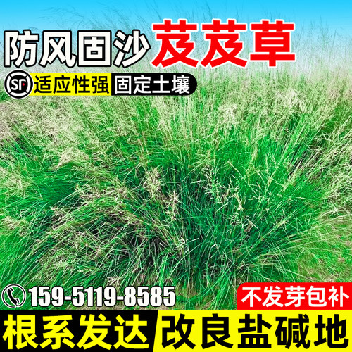 芨芨草种子防风固沙护坡固土绿化