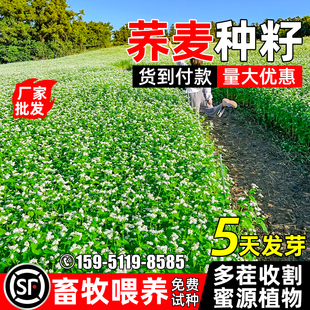 荞麦种子四季高产多年生草籽畜牧养殖多茬收割高蛋白蜜源牧草种籽